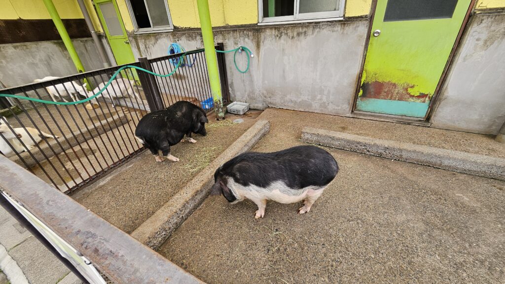 上千葉砂原公園のふれあい動物広場の写真