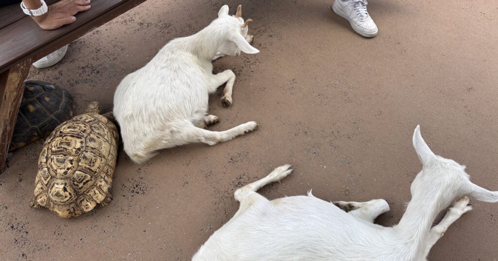 あらかわ遊園ヤギとカメ