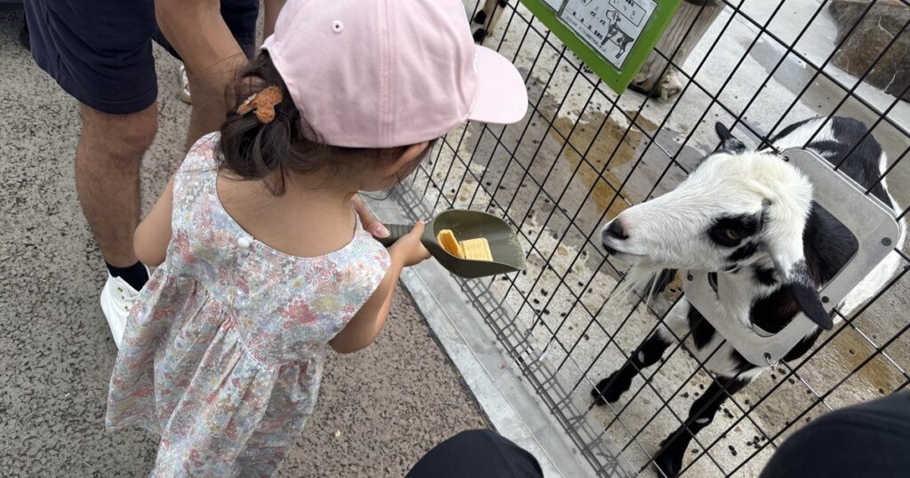 あらかわ遊園ヤギのえさやり
