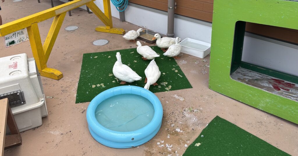 あらかわ遊園アヒル
