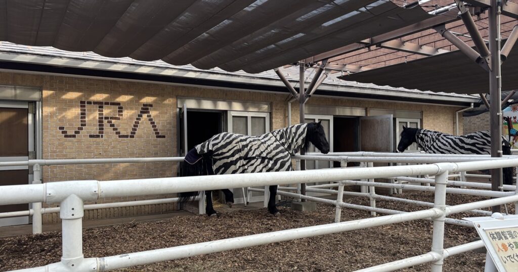 東京競馬場馬とのふれあい