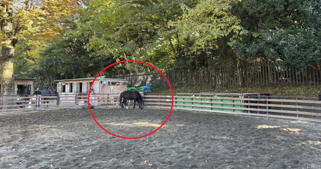 代々木ポニー公園