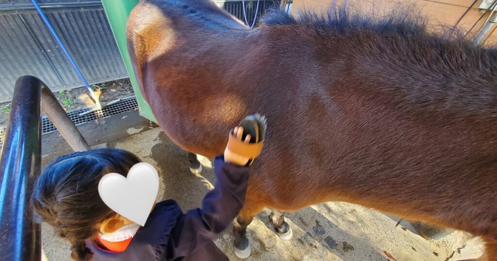 代々木ポニー公園ふれあいタイム